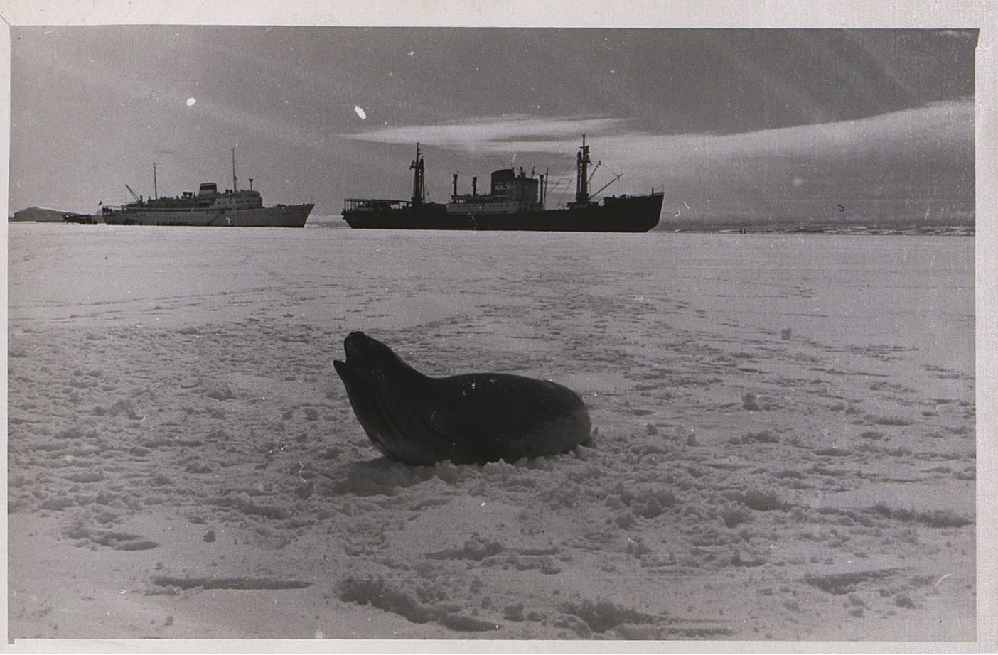 Неизвестный фотограф. Тюлень встречает наших полярников. 1957 г.